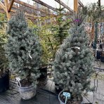 Smrek pichľavý (Picea pungens) ´ISELI FASTIGIATE´ - výška 130-150 cm, kont. C35L